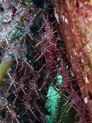 Rhynchocinetes durbanensis