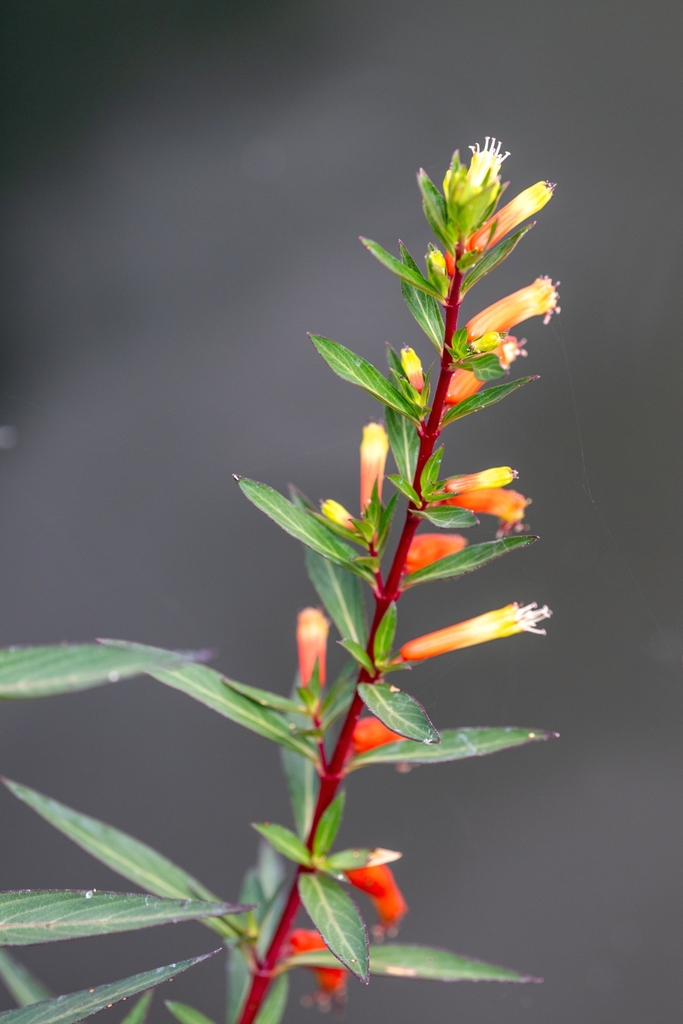 Cuphea micropetala (Cuphea micropetala)