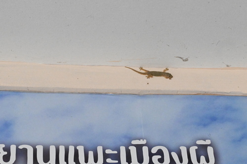 Flat-tailed House Gecko