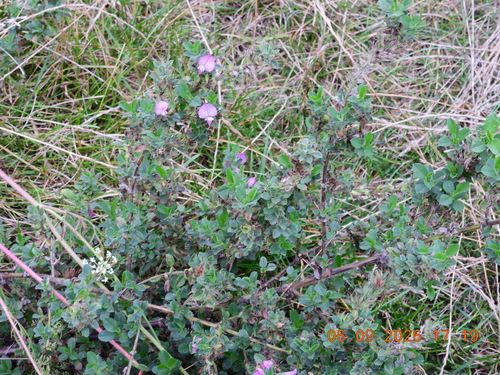 Ononis arvensis