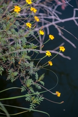 Tagetes tenuifolia