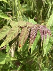 Ailanthus altissima