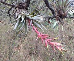 Tillandsia bourgaei