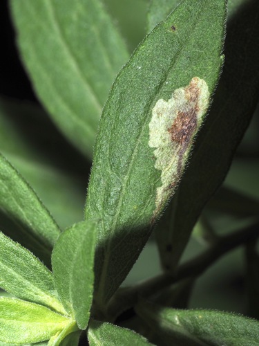Calycomyza solidaginis photo 2
