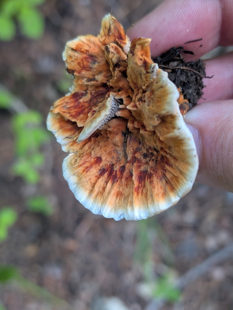Orange Rough-cap Tooth · September 2026 · photo: Photo: (c) Elliot Kulakow, some rights reserved (CC BY) · iNaturalist