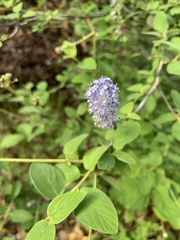 Ceanothus integerrimus macrothyrsus