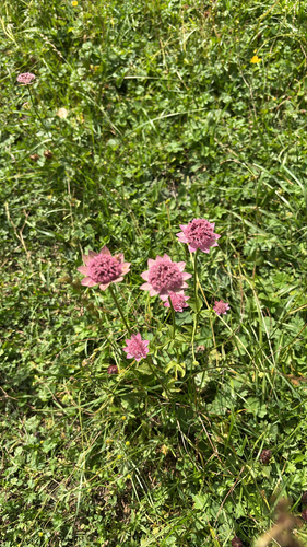 Astrantia maxima, 2026-08-18
