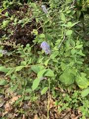 Ceanothus integerrimus macrothyrsus