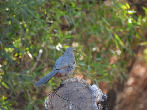 Crissal Thrasher