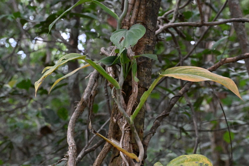 Scindapsus officinalis
