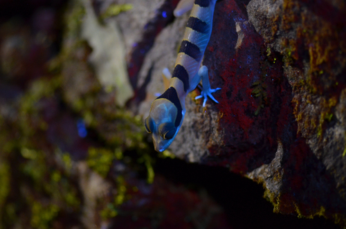 Cyrtodactylus pulchellus observed 2026-07-12