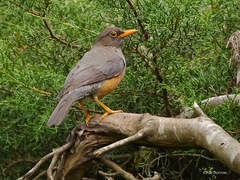 Turdus abyssinicus
