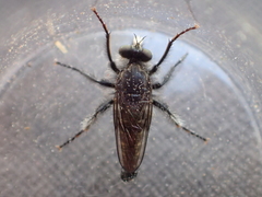 Cyrtopogon inversus