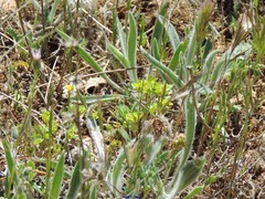 Euphorbia serrata