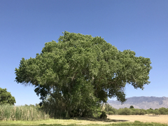 Populus fremontii fremontii