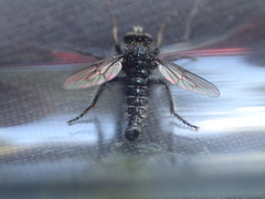 Cyrtopogon inversus