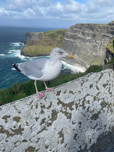 European Herring Gull