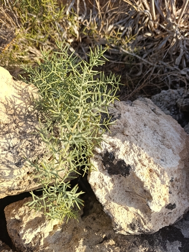 Asparagus horridus