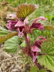 Lamium orvala