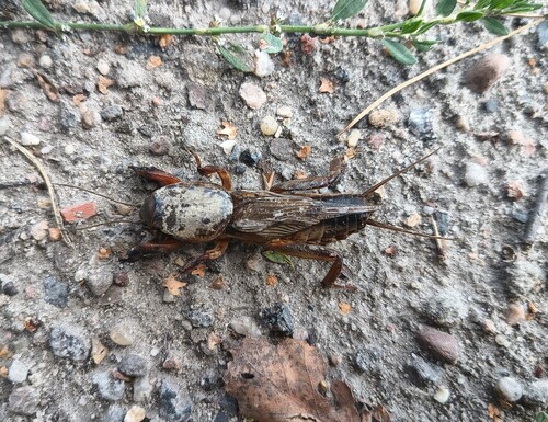 European Mole Cricket