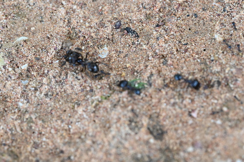 Asian Marauder Ant