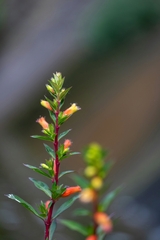 Cuphea micropetala, photograph (c) José Javier Barrios Flores, some rights reserved (CC BY)