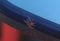 Trachelopachys