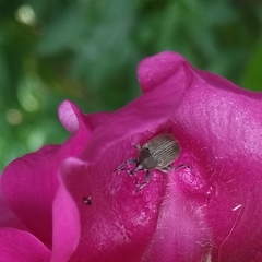 Rhinusa neta