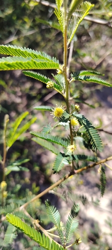 Mimosa pilulifera
