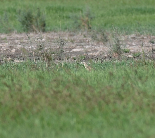 iNaturalist image