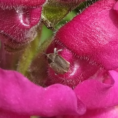 Rhinusa neta