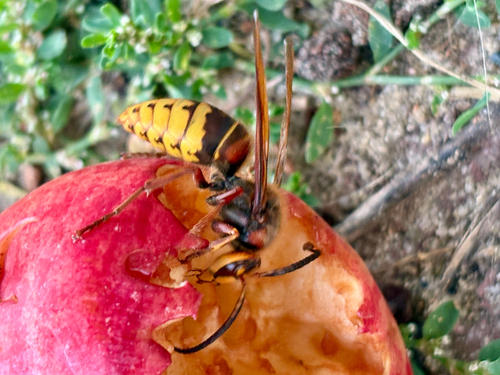 European Hornet