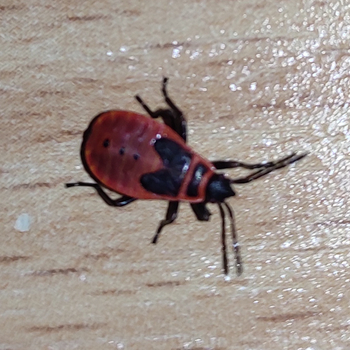 European Firebug