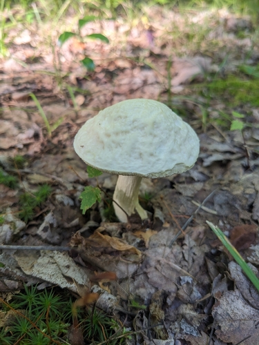 Leccinellum albellum
