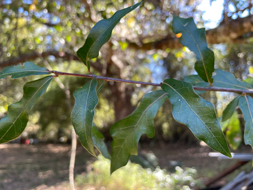 Quercus hemisphaerica, photograph 4