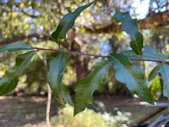 Quercus hemisphaerica, photograph (c) tharkibo, some rights reserved (CC BY)