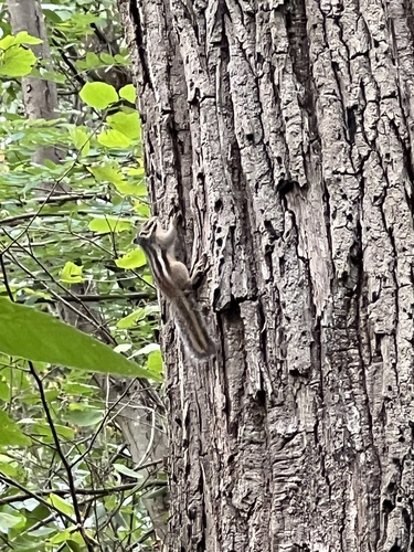 Siberian Chipmunk