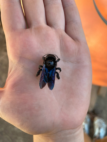 Violet Carpenter Bee