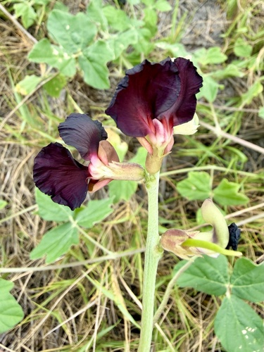 Macroptilium atropurpureum observed 2026-09-06
