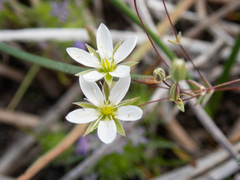 Sabulina californica
