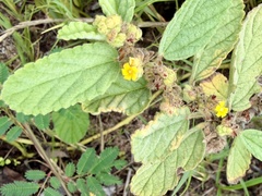 Waltheria indica, photograph (c) Dutza K., some rights reserved (CC BY)