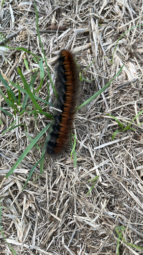 Fox Moth