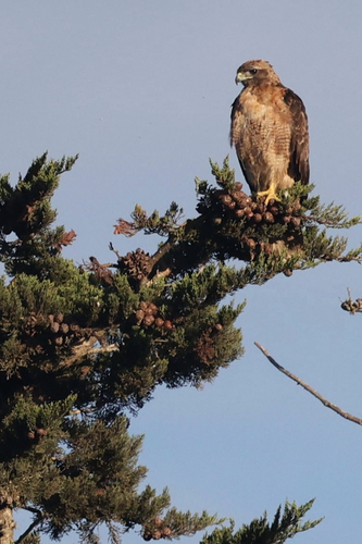 iNaturalist observation photo of Red-tailed Hawk