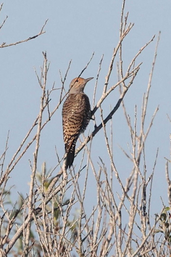 iNaturalist observation photo of Northern Flicker