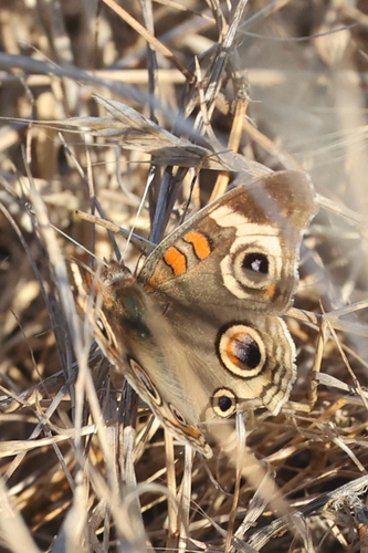 iNaturalist observation photo of Gray Buckeye