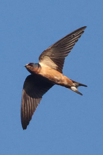 iNaturalist observation photo of Barn Swallow