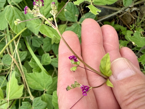 Boerhavia diffusa, photograph 6