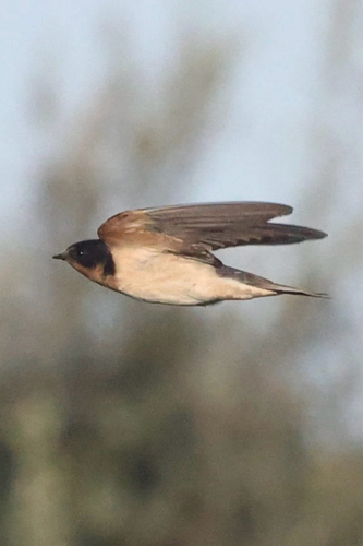 iNaturalist observation photo of Barn Swallow
