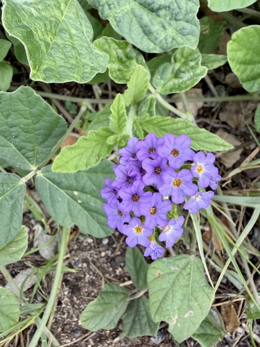 Heliotropium amplexicaule, photograph 6