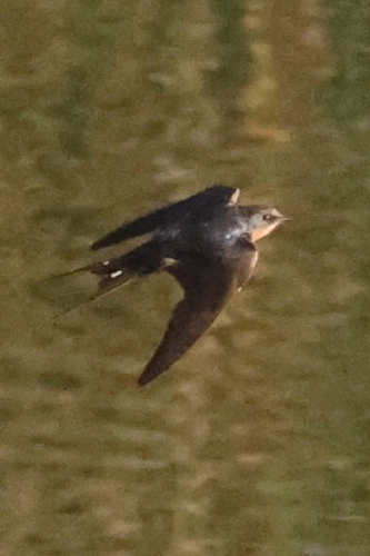 iNaturalist observation photo of Barn Swallow